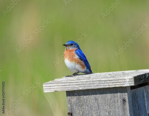 Eastern Bluebird - Sialia sialis - North American Migratoy Songbird  photo