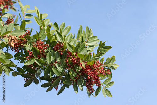 Berries of the Brazilian pepper tree (Schinus terebinthifolia) are small, bright red, and clustered, adding a vibrant splash of color to the tree's dense, evergreen foliage during the fall and winter photo