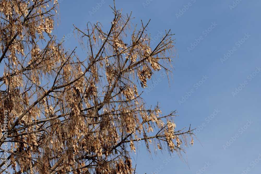 Branches of Ash-leaved maple (Acer negundo) with winged seedpods in a city park in February Branches of Ash-leaved maple (Acer negundo) with winged seedpods in a city park in February