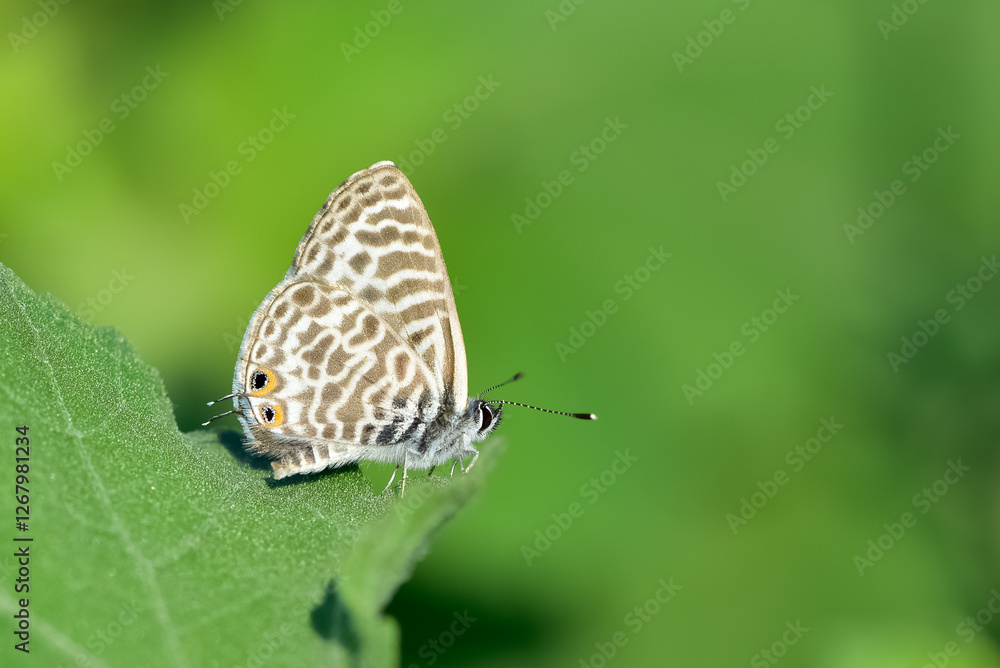 wild animals and insects. photos of butterflies in natural areas. wild animals and insects. photos of butterflies in natural areas.