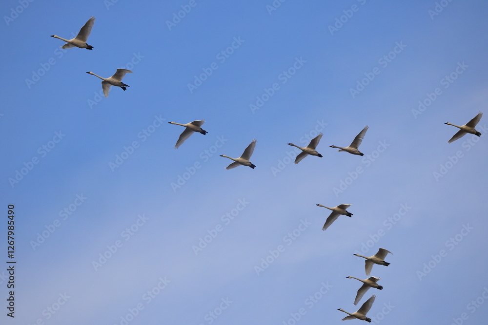 Canadian snow geese on migration, flying together in formation. Canadian snow geese on migration, flying together in formation.