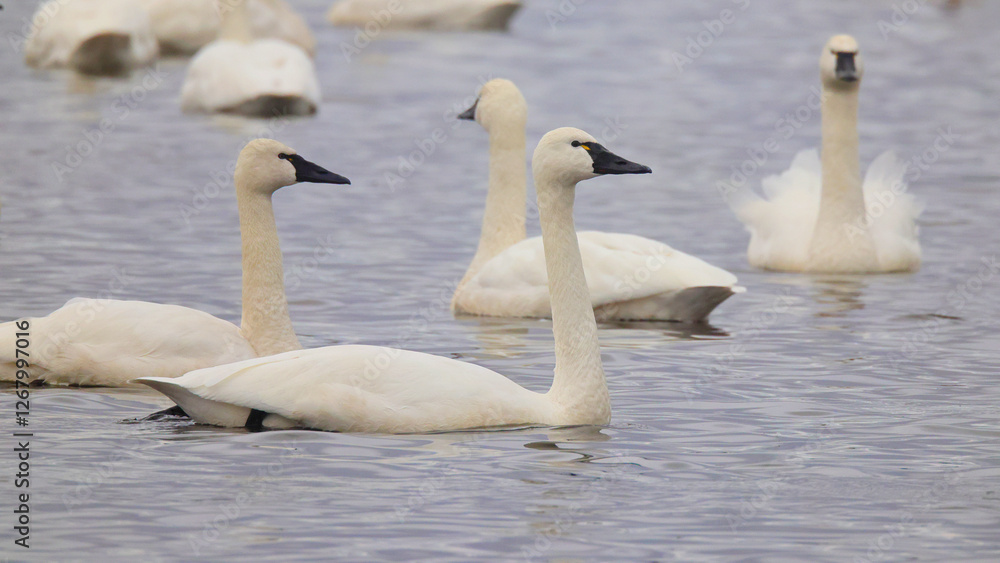 Canadian snow geese paddling together, floating on pond together. Canadian snow geese paddling together, floating on pond together.