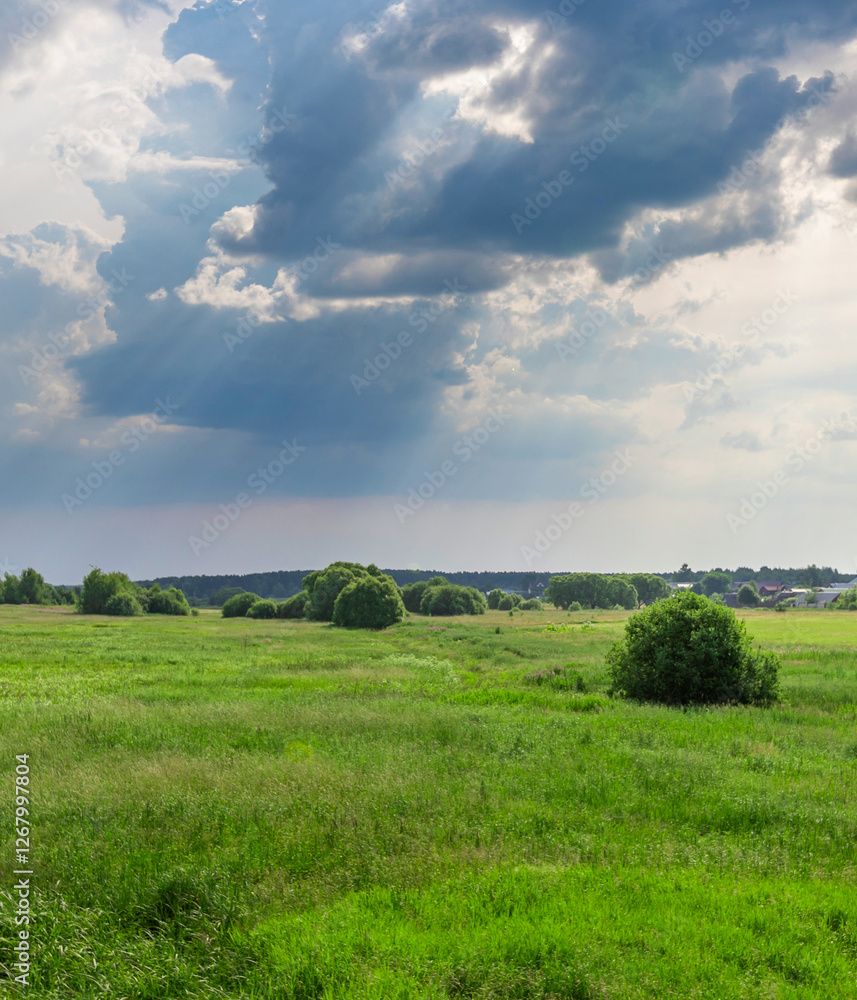 Field of grass with a cloudy sky in the background