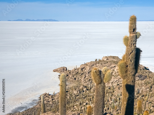 Cactus island in Salar de Uyuni, Bolivia