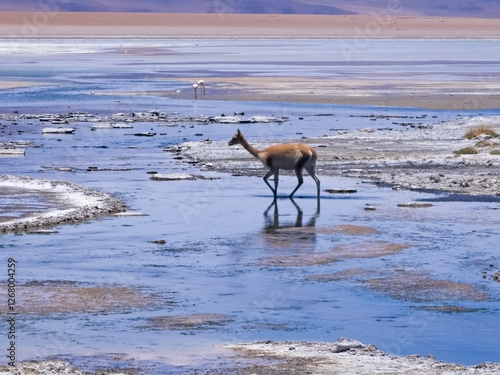 Vicuna walking in Atacama desert