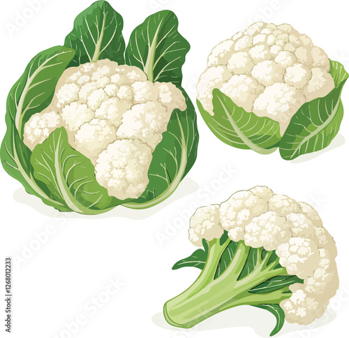 Cauliflower in isolated white background illustration vector design, Cauliflower vector design