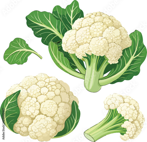 Cauliflower in white background illustration vector design, Cauliflower vector design