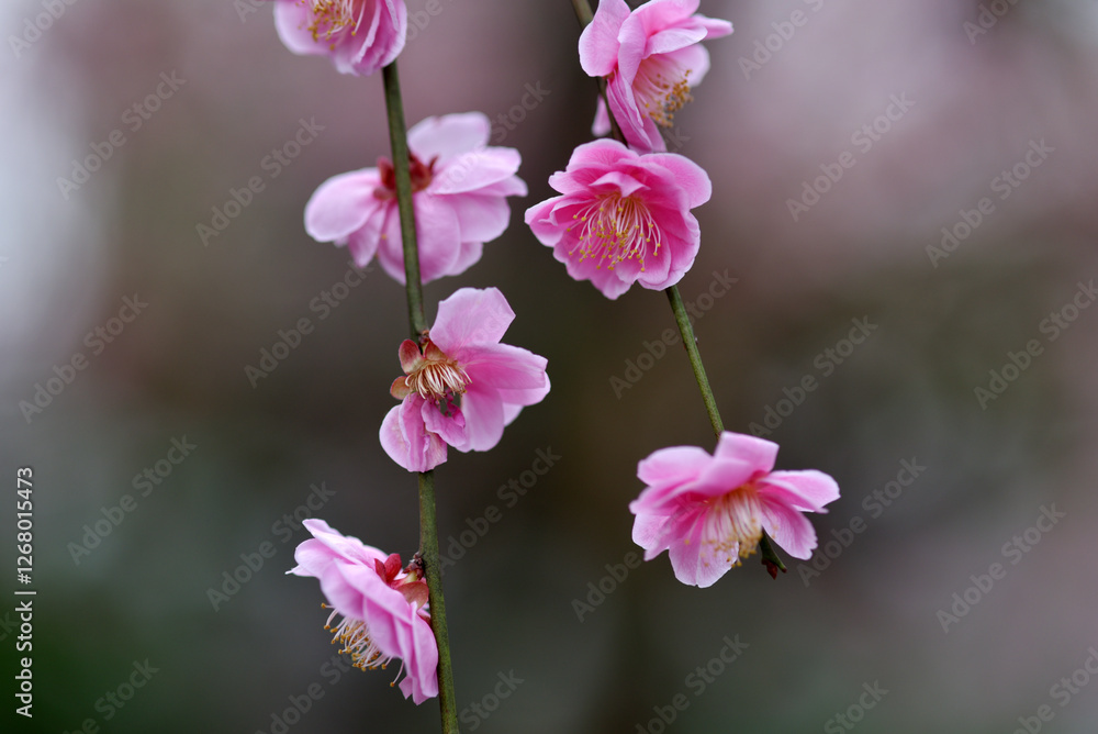 Fototapeta premium 北野天満宮 境内の梅の花 京都市上京区