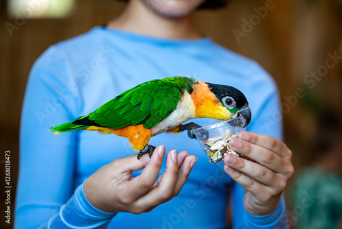 Black-headed Caiques parrot sitting on hand of obscured person