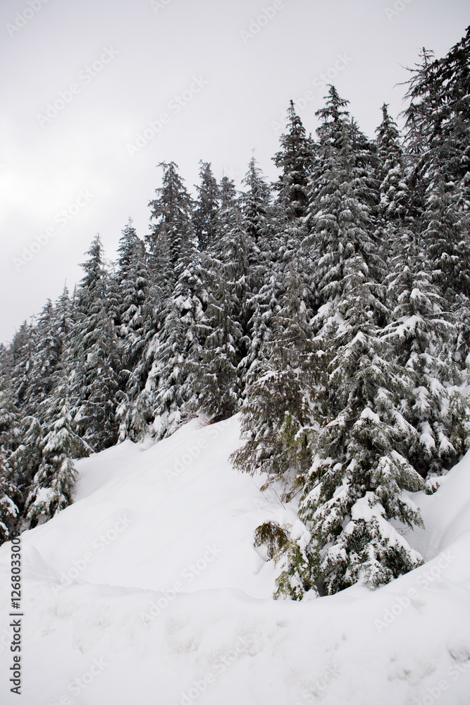 snow covered trees in the mountains snow covered trees in the mountains