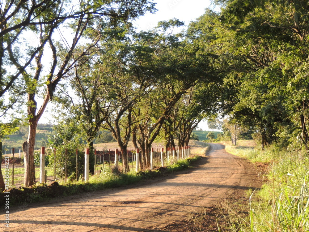 Fototapeta premium Path in the countryside - Jandaia do Sul - Paraná - Brazil