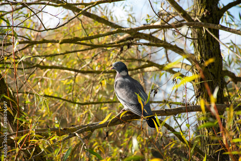Common Wood Pigeon in a tree in Guanacaste, Costa Rica. Common Wood Pigeon in a tree in Guanacaste, Costa Rica.