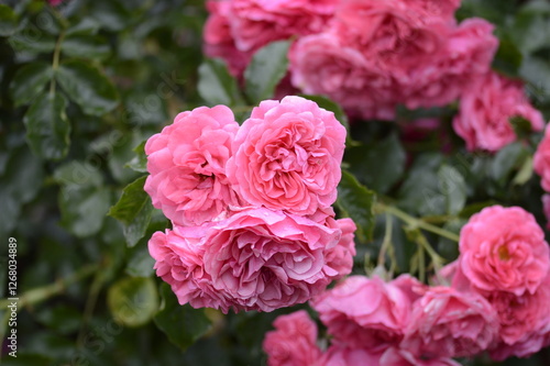 Closeup Rosa Heidetraum Noack 1988 with blurred backgroubd in summer garden