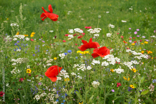 Fototapeta Naklejka Na Ścianę i Meble -  minimalist image of a wild flower meadow with yarrow plants (Achillea millefolium) and red poppy flowers