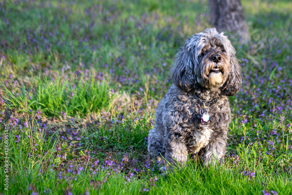gray cockapoo in spring purple wildflowers and fresh green grass gray cockapoo in spring purple wildflowers and fresh green grass