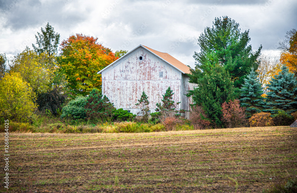 Obraz premium A weathered white barn is surrounded by vibrant autumn foliage, including green, orange, and yellow trees. The foreground features a field with short grass, on an autumn day in Holland, Michigan.