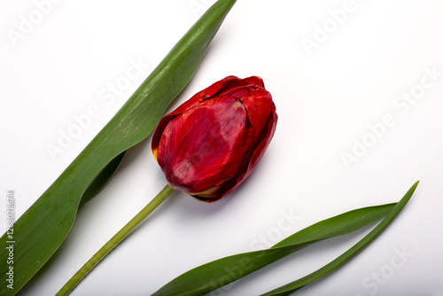 red tulip on white background