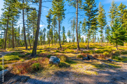 A sparse section of forest at the Garnet Ghost Town recreational area managed by the Bureau of Land Management in Garnet, Montana.