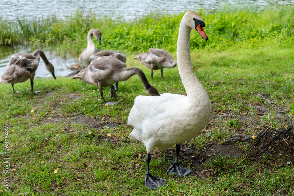 View of white swans family walking on green near the lake View of white swans family walking on green near the lake
