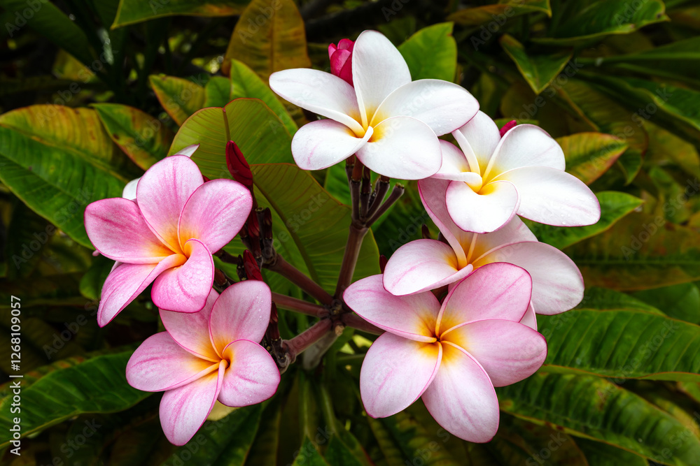 Pink and White Plumeria Flowers with Soft Yellow Center in Hawaii Pink and White Plumeria Flowers with Soft Yellow Center in Hawaii