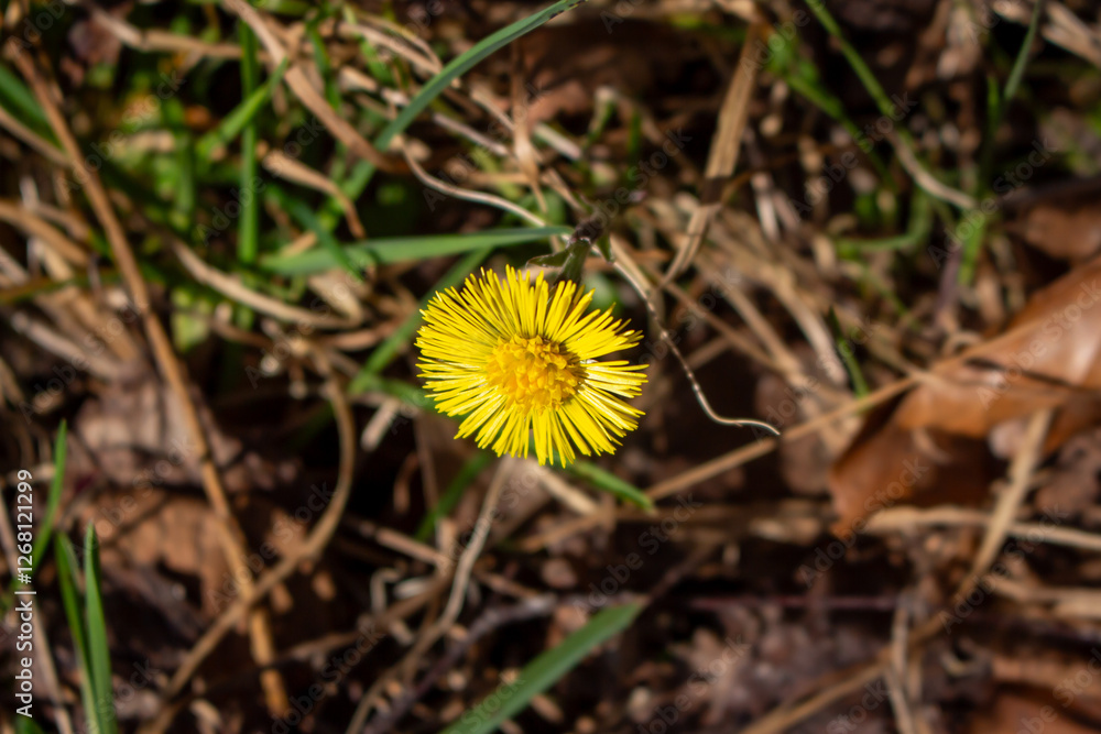 Yellow flower lesser celandine with green leaves Yellow flower lesser celandine with green leaves