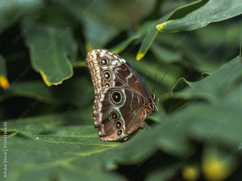 Fototapeta premium Blue Morpho Butterfly Side View Underwing