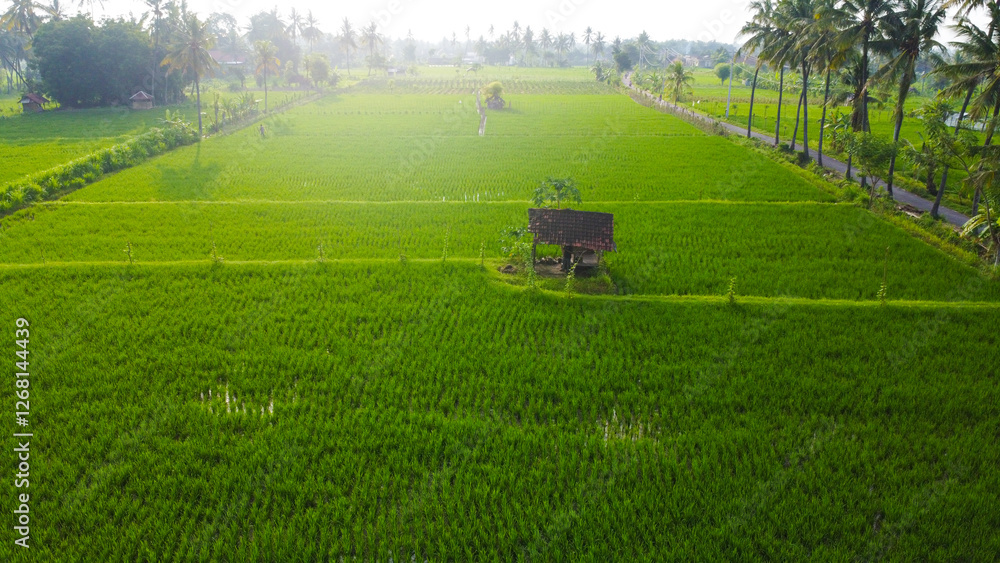 High-angle view Lush Green Rice Paddies with Traditional Hut High-angle view Lush Green Rice Paddies with Traditional Hut