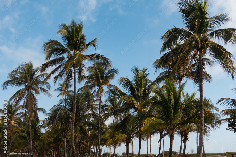 coconut palm trees coconut palm trees