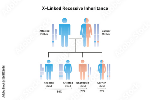 X-Linked Recessive Inheritance Science Design. Vector Illustration.