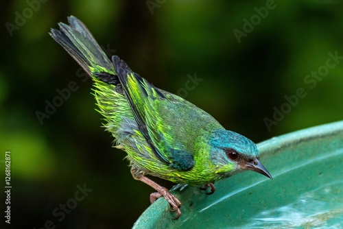 The blue dacnis or turquoise honeycreeper (Dacnis cayana) is a small passerine bird. photo