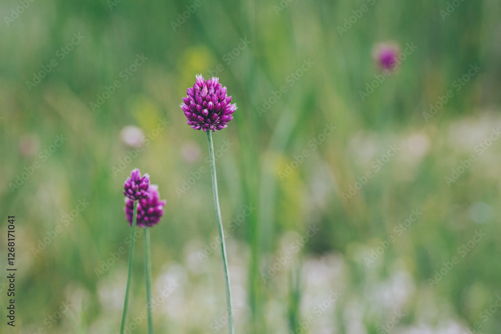 Obraz premium Vibrant purple blooms rise elegantly above lush green grass, basking in the golden rays of sunlight. Nature showcases its beauty on a tranquil summer afternoon in a peaceful meadow