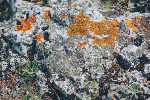 Vibrant orange lichen contrasts beautifully against the rough texture of ancient rocks, illuminated by soft midday sunlight, showcasing the intricate patterns of nature's artistry photo