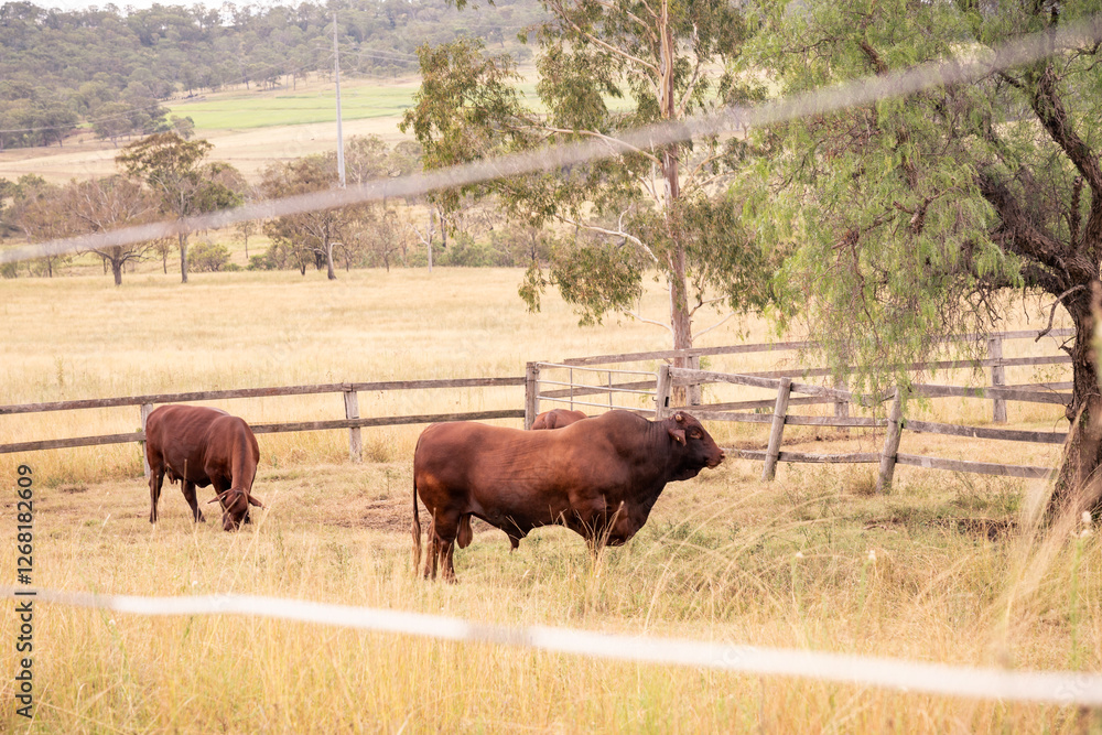 Australian cattle in a rural paddock, surrounded by wooden fencing and native trees. A classic farm scene capturing the essence of country life and agriculture. Australian cattle in a rural paddock, surrounded by wooden fencing and native trees. A classic farm scene capturing the essence of country life and agriculture.