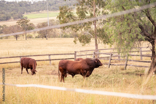 Australian cattle in a rural paddock, surrounded by wooden fencing and native trees. A classic farm scene capturing the essence of country life and agriculture.