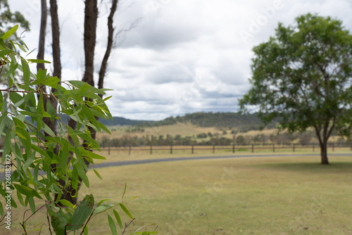 Australian countryside with eucalyptus leaves in the foreground and rolling hills in the background. A scenic rural landscape capturing the beauty of native flora.