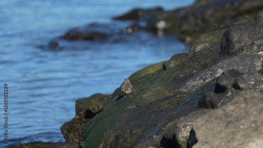 buff bellied pipit in a forest buff bellied pipit in a forest