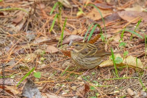 餌を探して食べるアオジ photo