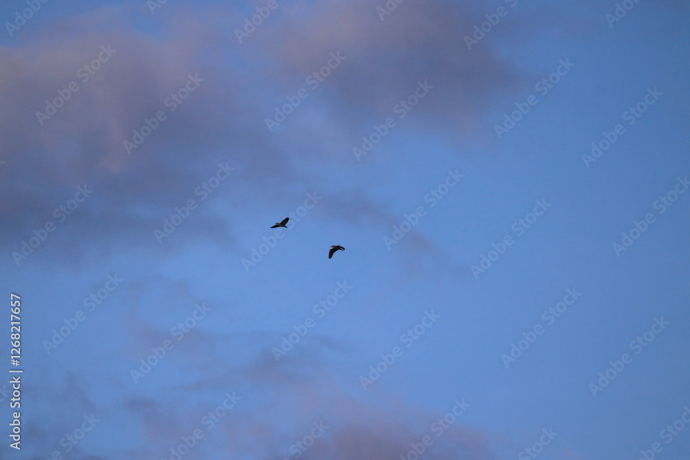 Two birds soar through a cloudless blue sky, illustrating freedom, peace, and natural flight in a serene atmosphere. Perfect imagery for themes of exploration, tranquility, and nature's beauty. Two birds soar through a cloudless blue sky, illustrating freedom, peace, and natural flight in a serene atmosphere. Perfect imagery for themes of exploration, tranquility, and nature's beauty.