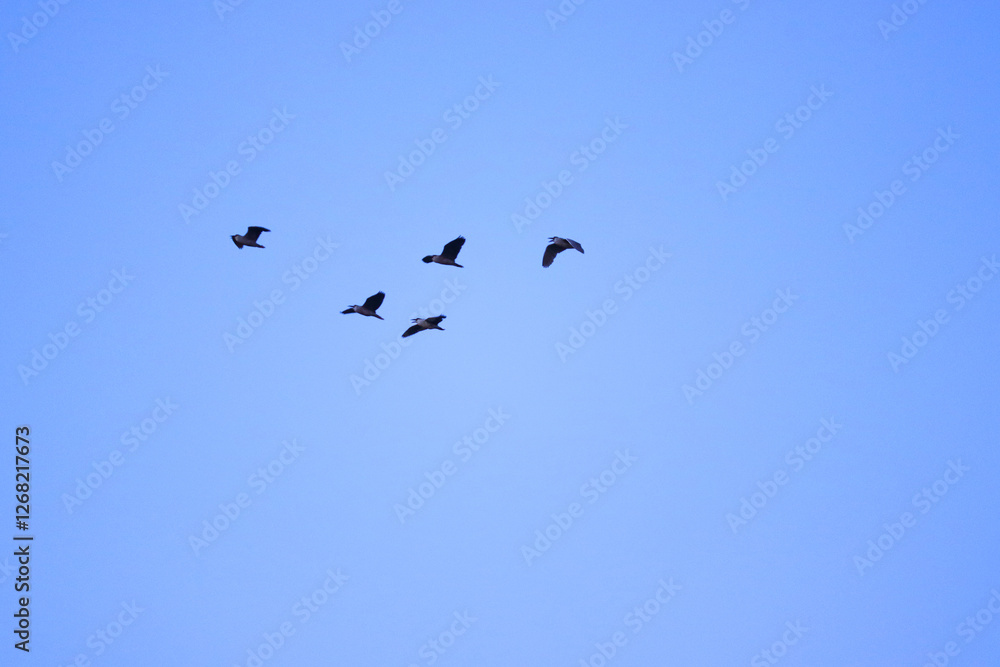 Obraz premium Five birds soar through a cloudless blue sky, illustrating freedom, peace, and natural flight in a serene atmosphere. Perfect imagery for themes of exploration, tranquility, and nature's beauty. 