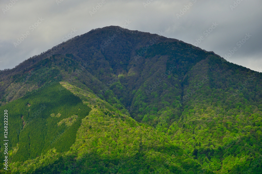 Naklejka premium 丹沢の袖平山 袖平山北尾根より望む 日差しが新緑の大室山を照らす 