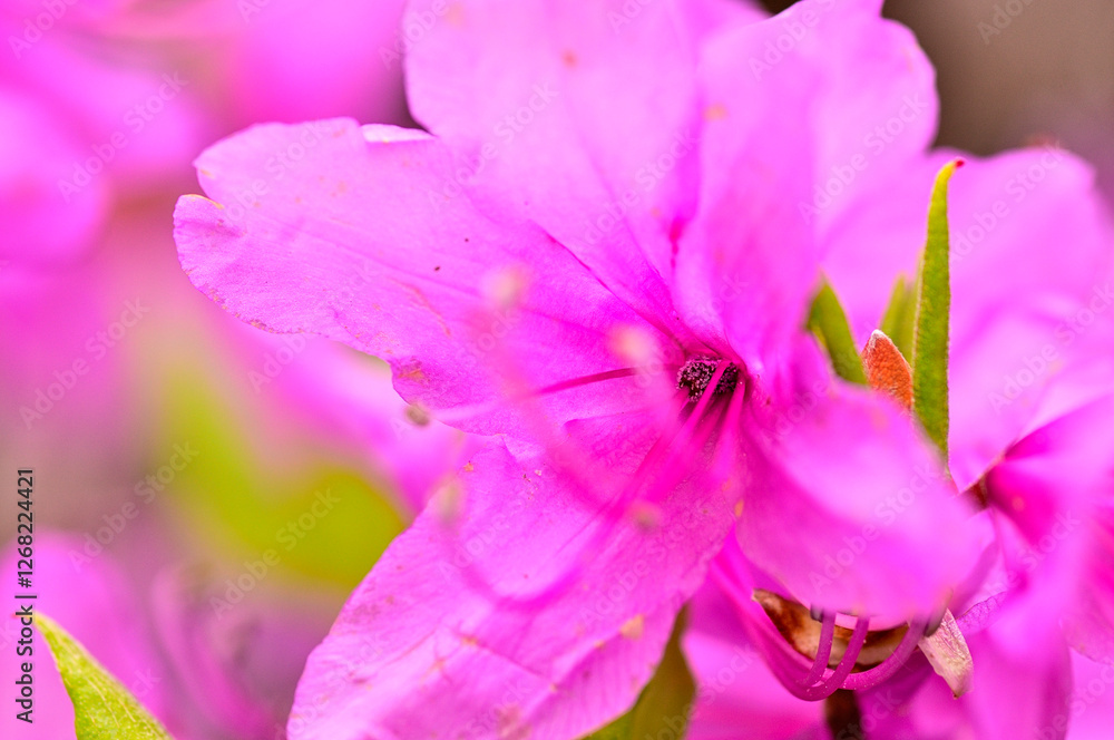 丹沢の姫次　ミツバツツジの花
