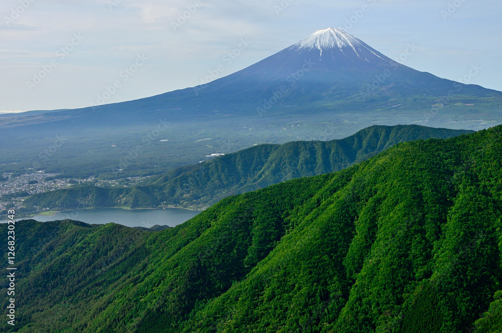 Fototapeta premium 御坂山地の不逢山より 新緑の山地に春の富士山 