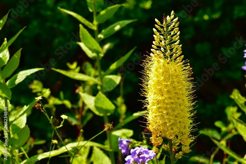 Close-up of a yellow foxtail lily flower in summer, England, UK
