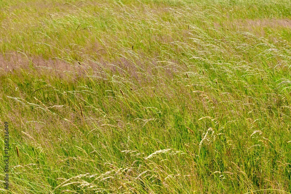 Grass in the wind background, summer, England, UK Grass in the wind background, summer, England, UK