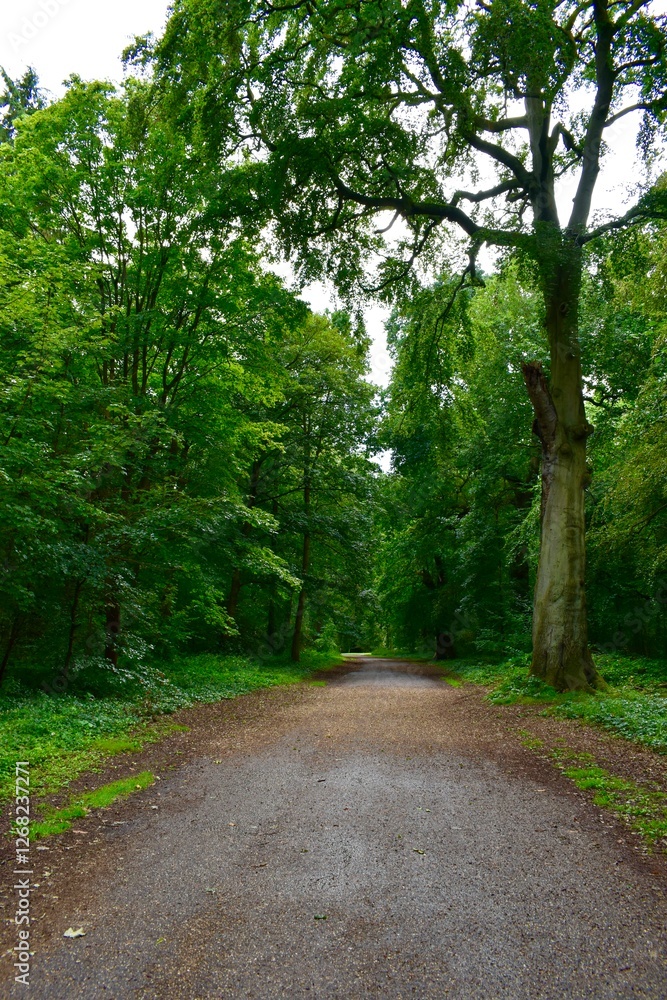 Road in the forest in summer, West Midlands, England, UK Road in the forest in summer, West Midlands, England, UK
