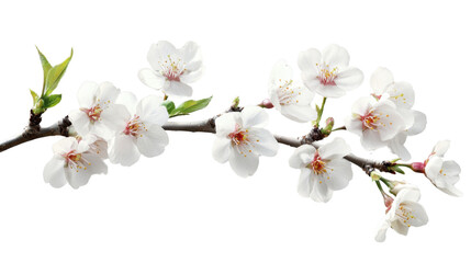 Blooming almond branch with delicate white flowers on transparent background