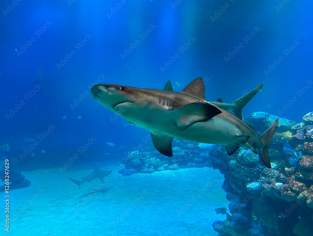 Fototapeta premium The blue shark (lat.- Prionace glauca) swims in an aquarium