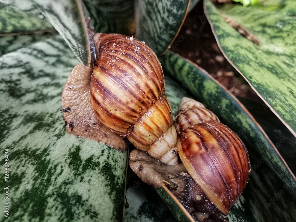 Snails or Lissachatina fulica are land snails that belong to the Achatinidae family. Snails or Lissachatina fulica are land snails that belong to the Achatinidae family.
