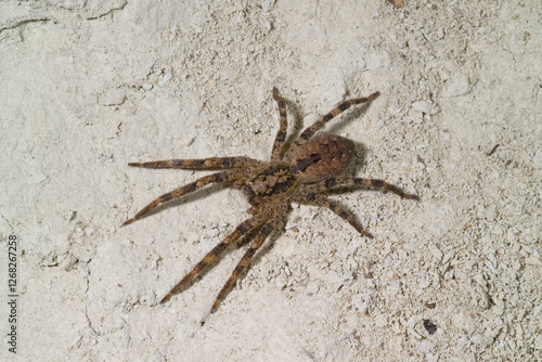 Mediterranean Spiny False Wolf Spider, Zoropsis spinimana, is a spider species belonging to the family Zoropsidae. Sardegna, Italia photo