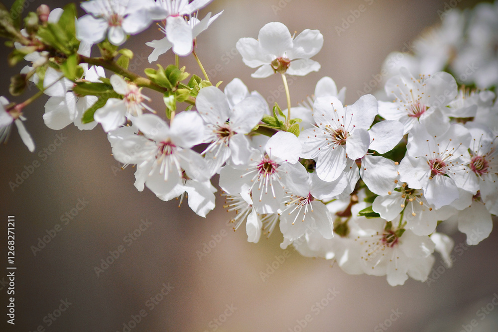 cherry tree blossom cherry tree blossom